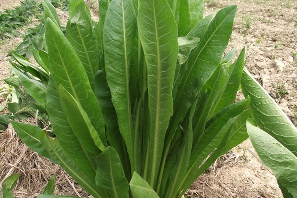 農(nóng)戶養(yǎng)鴨菊苣種子價(jià)格多少錢一斤，菊苣草播種時(shí)間