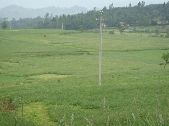 養(yǎng)牛、羊種植什么牧草好？種植如何利用？