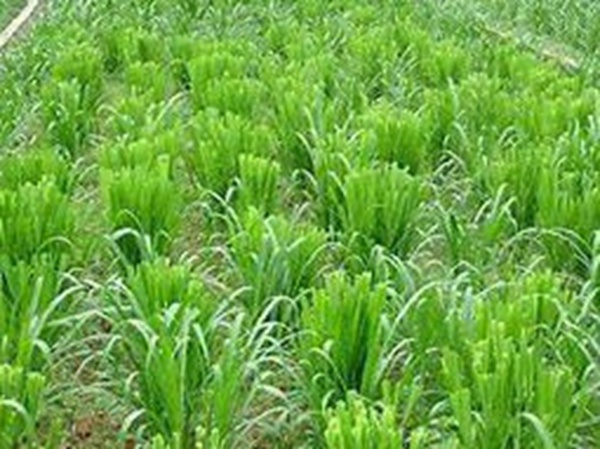 牧草要怎么種植比較好，有什么好的方法？
