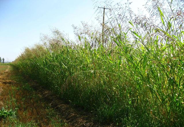 優(yōu)質(zhì)的牧草——蘇丹草，怎么種植可以高產(chǎn)