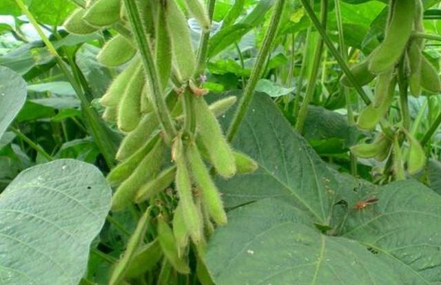 黑豆種植方法有哪些？什么時候播種比較合適？