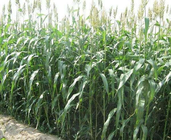 優(yōu)質(zhì)牧草——高丹草，種植高丹草種子如何高產(chǎn)？