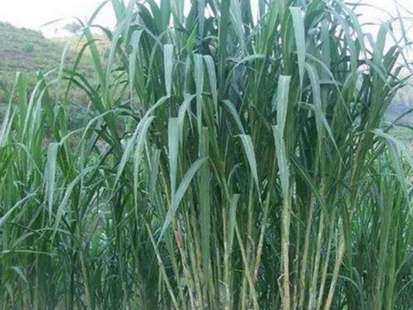 象草是一種高價值的飼料，種植栽培方法是什么