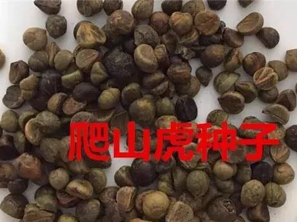「爬山虎」的種植方法，有什么種植要求？
