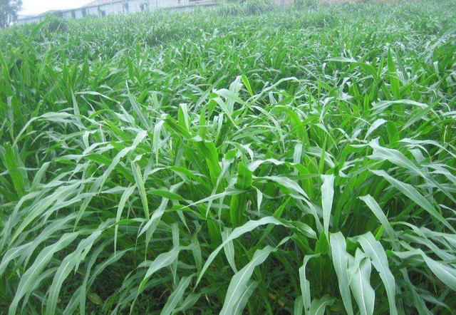 優(yōu)質(zhì)牧草——高丹草，種植高丹草種子如何高產(chǎn)？