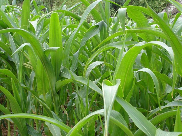 哪些牧草種子養(yǎng)驢比較好？種植率比較高？