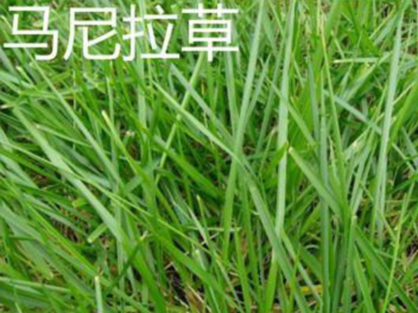 草坪常見(jiàn)品種——你知道的有幾種？