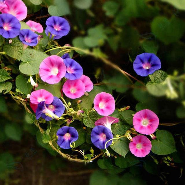 這些易養(yǎng)耐熱的草花品種，讓你的夏季花園更出彩！