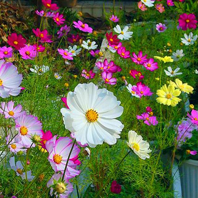 這些易養(yǎng)耐熱的草花品種，讓你的夏季花園更出彩！