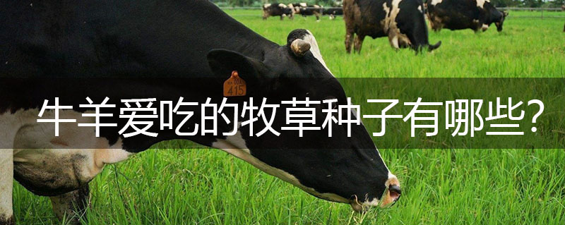 牛羊愛吃的牧草種子有哪些？