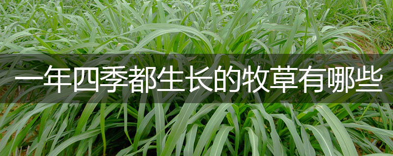一年四季都生長(zhǎng)的牧草有哪些