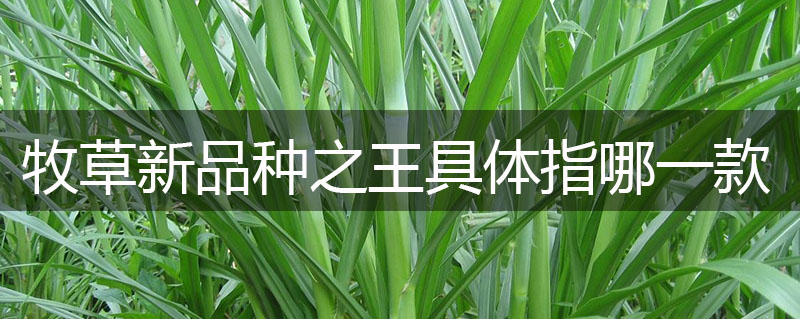牧草新品種之王具體指哪一款？