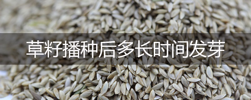 草籽播種后多長(zhǎng)時(shí)間發(fā)芽
