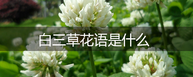 白三草花語(yǔ)是什么