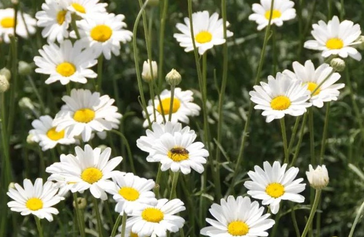 除蟲(chóng)菊3.jpg
