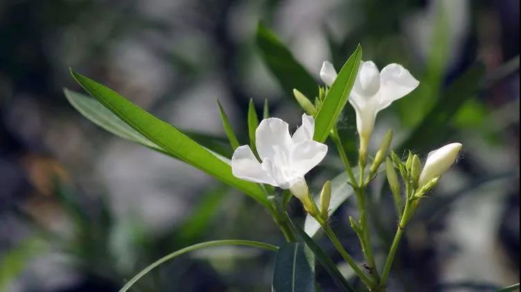勿忘草又名勿忘我，因?yàn)橹仓晔中∏?，可以種植在盆栽里觀賞