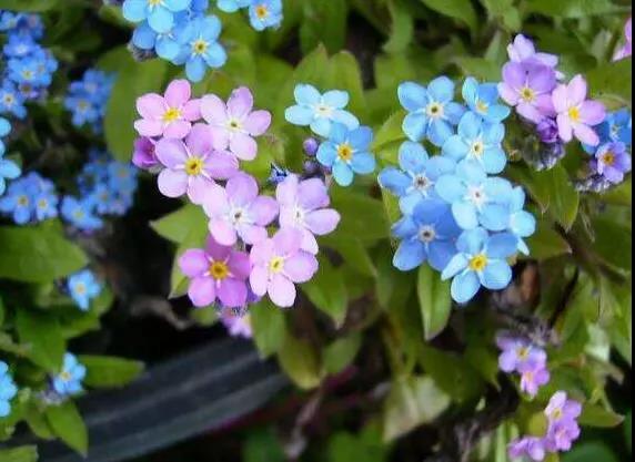 勿忘草又名勿忘我，因?yàn)橹仓晔中∏?，可以種植在盆栽里觀賞