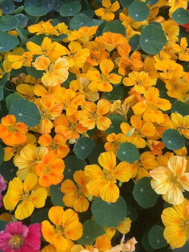 超好養(yǎng)的旱金蓮，可以爬滿藤