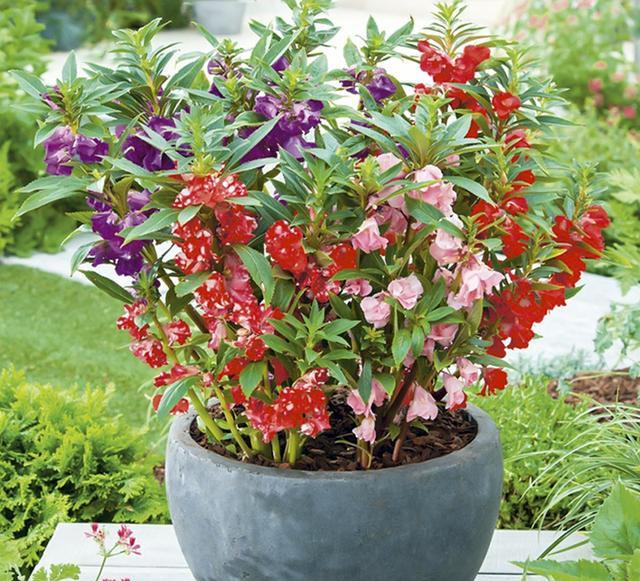 鳳仙花又叫指甲花，應該如何播種