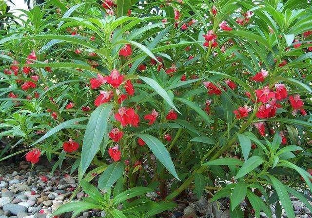 鳳仙花又叫指甲花，應該如何播種