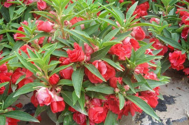 鳳仙花又叫指甲花，應該如何播種