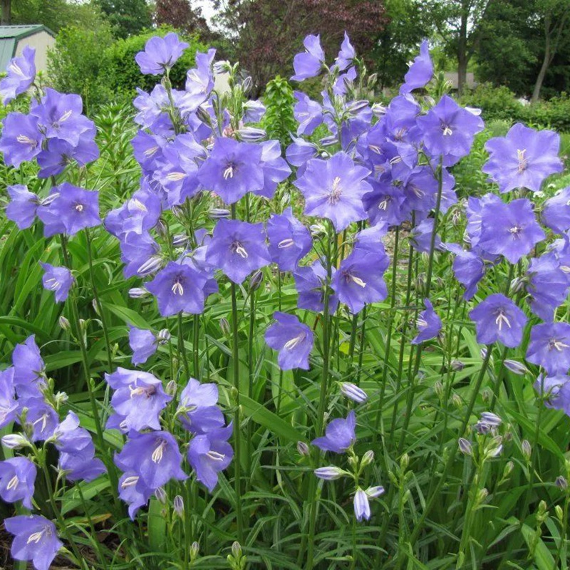 風(fēng)鈴花的花語是什么，風(fēng)鈴花如何養(yǎng)護(hù)