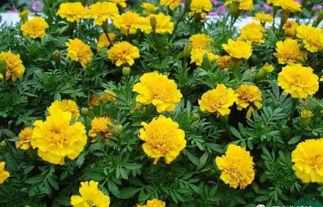 這種花居然叫做孔雀草，一直以為是太陽花呢，這次又長知識了！