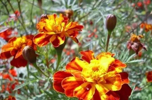 這種花居然叫做孔雀草，一直以為是太陽花呢，這次又長知識了！