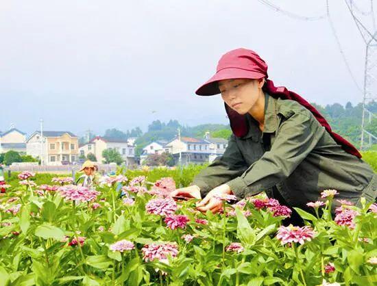 百日草生長期養(yǎng)護要點，百日草一年四季的養(yǎng)護方法