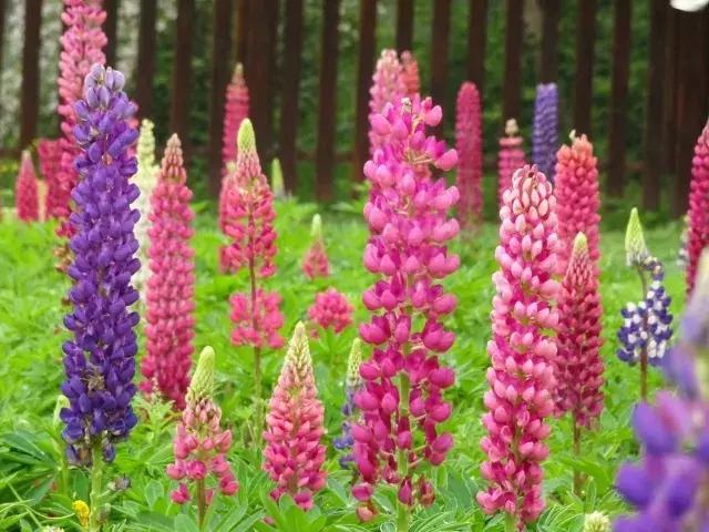 魯冰花繁殖技巧，怎么才能養(yǎng)好魯冰花？