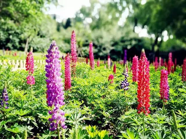 魯冰花繁殖技巧，怎么才能養(yǎng)好魯冰花？