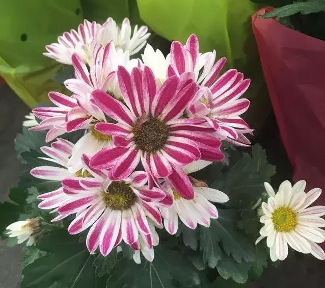 小雛菊如何養(yǎng)護，做到以下四點
