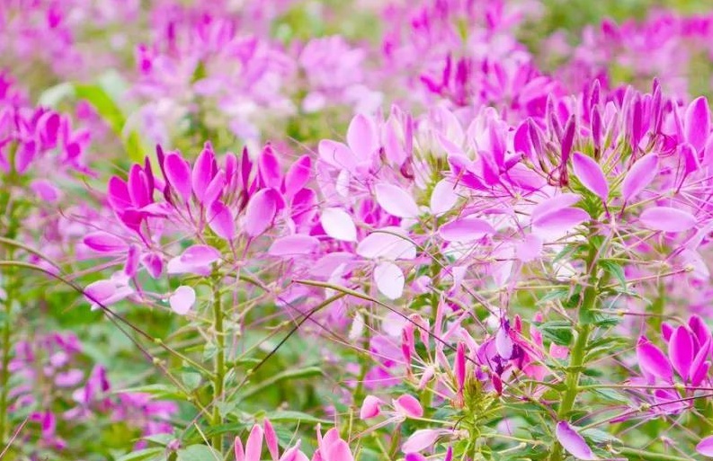 醉蝶花1.jpg