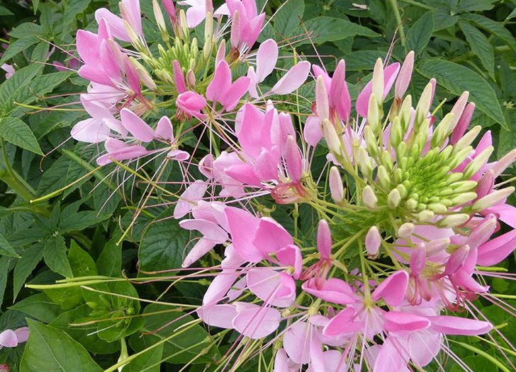 醉蝶花2.jpg