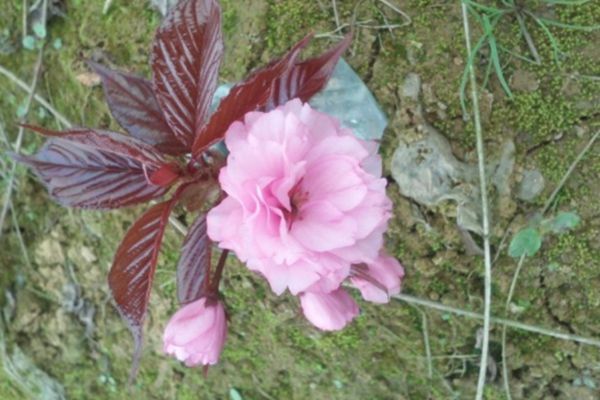 關(guān)山櫻花