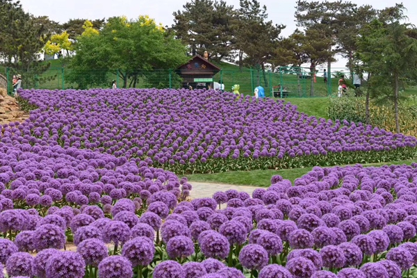 大花蔥