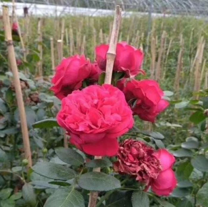 爬藤月季