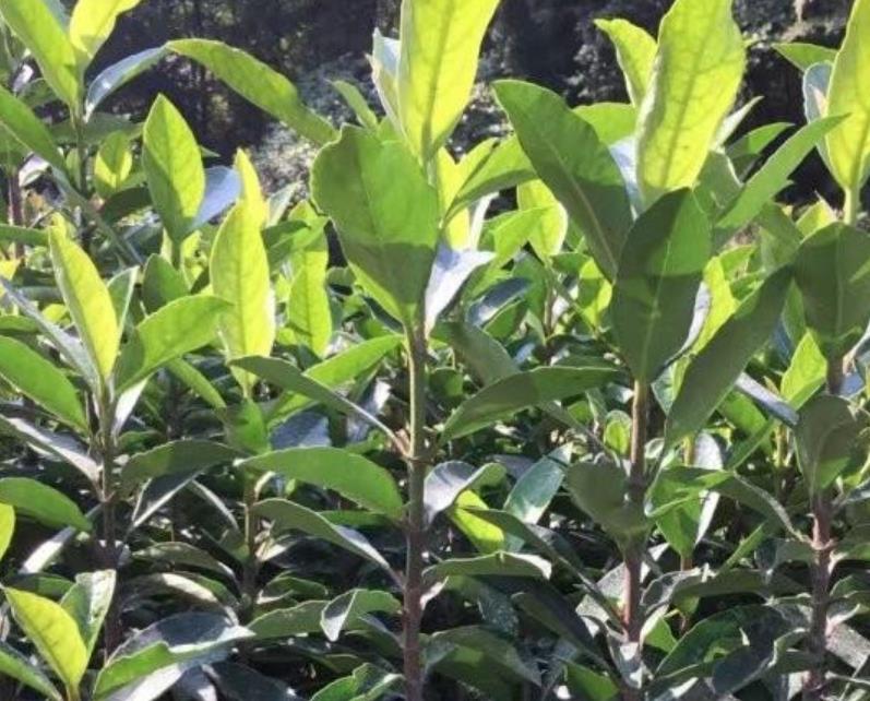 法國(guó)冬青