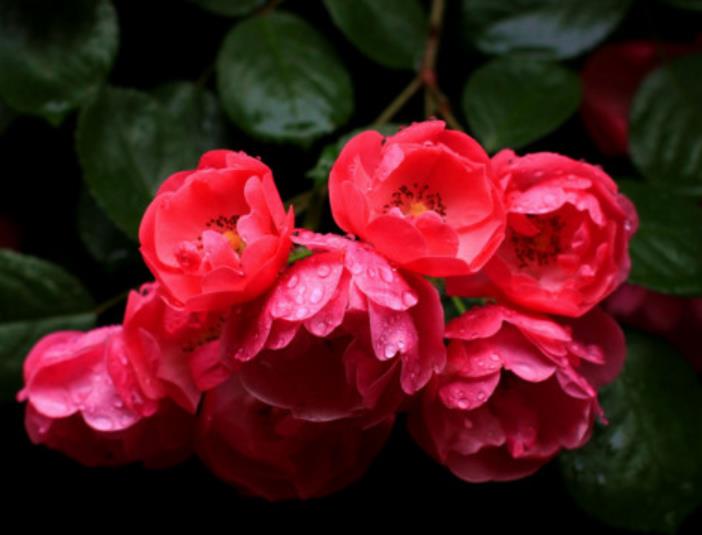 薔薇