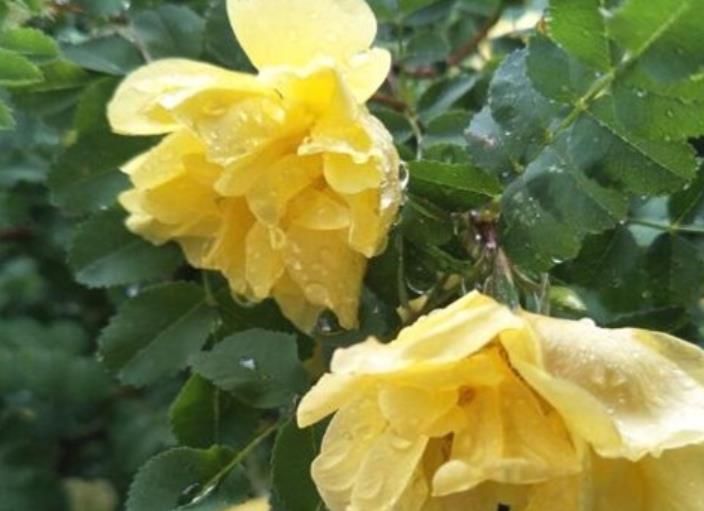 薔薇