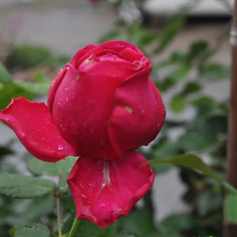 雙人芭蕾月季