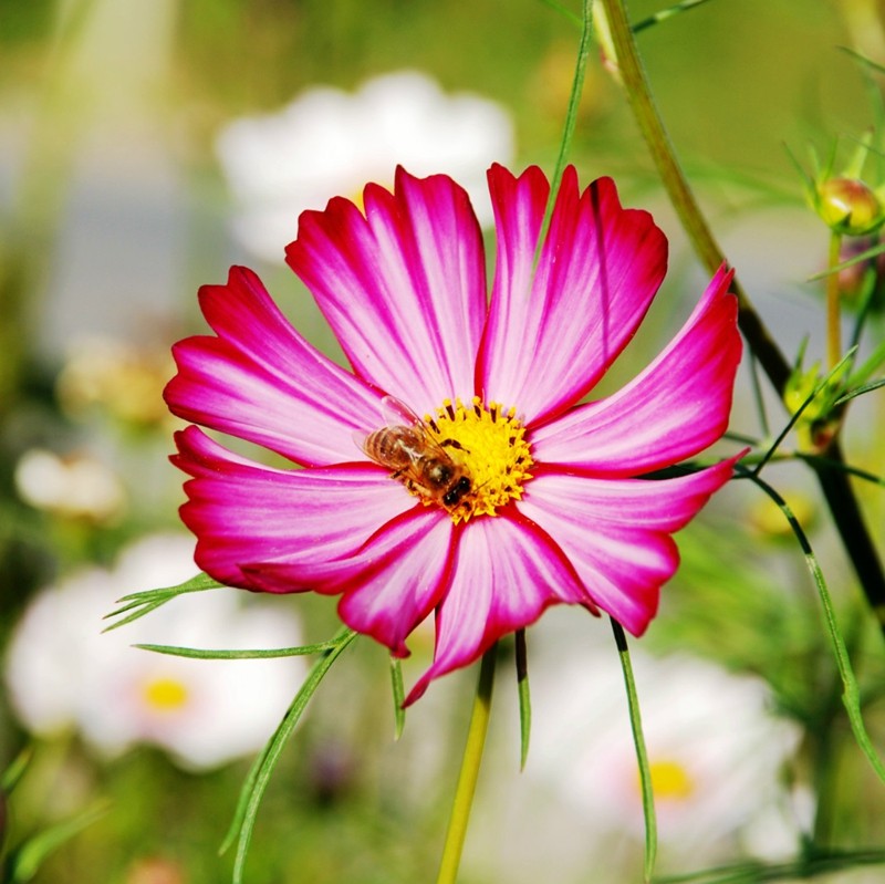 格桑花