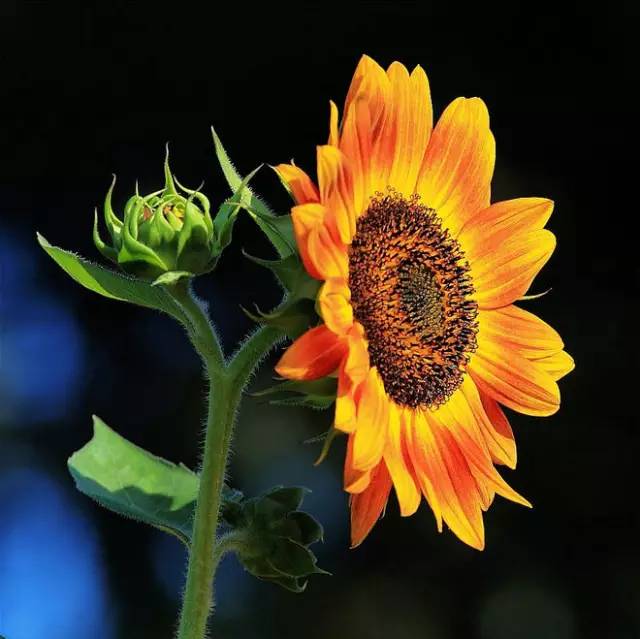 葵花