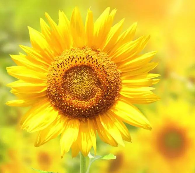葵花